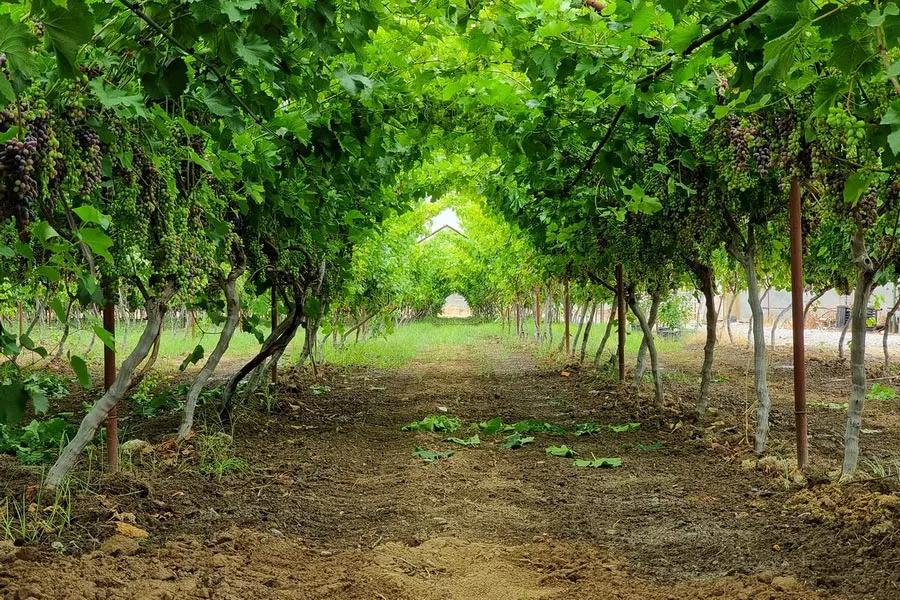 Навруз в Uzumfermer